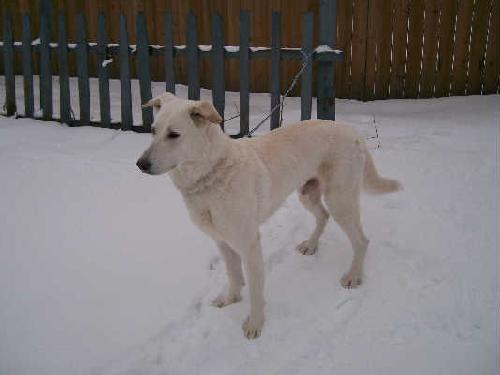 Rocky [White GSD] - ADOPTED