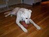 Rocky [White GSD] - ADOPTED
