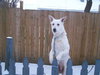 Rocky [White GSD] - ADOPTED