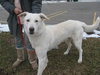 Rocky [White GSD] - ADOPTED