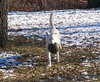 Rocky [White GSD] - ADOPTED