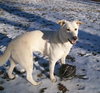 Rocky [White GSD] - ADOPTED