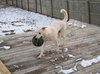 Rocky [White GSD] - ADOPTED