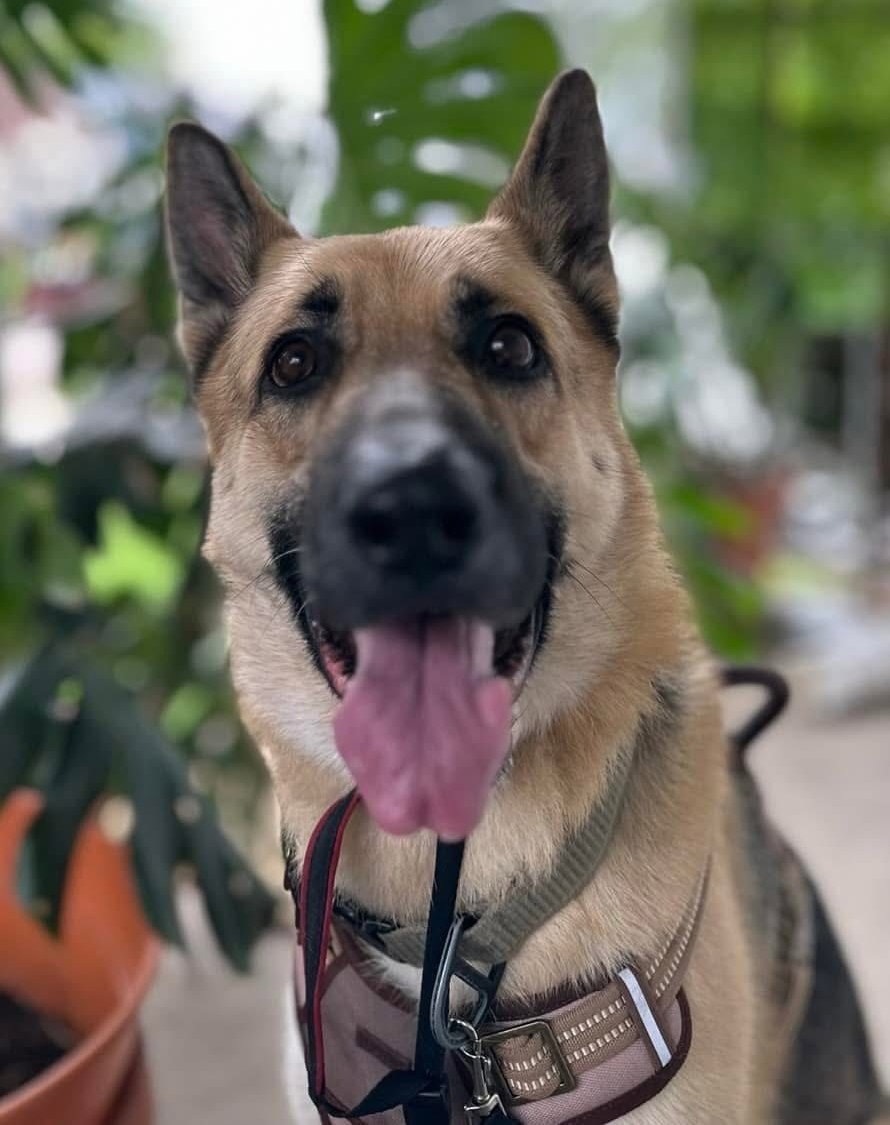 German Shepherd