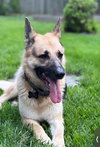 Loki
