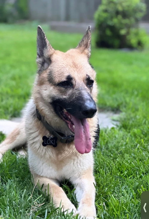 Loki, photo 2
