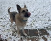 Loki