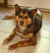 Bandit