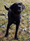 Queenie-ADOPTED