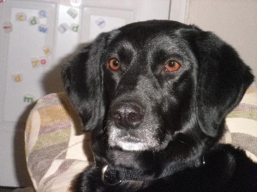 Queenie-ADOPTED