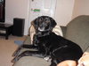 Queenie-ADOPTED