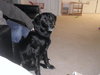 Queenie-ADOPTED
