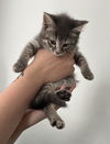 Xf Litter AJay