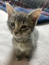 Xf Litter AJay