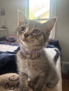 Xf Litter AJay