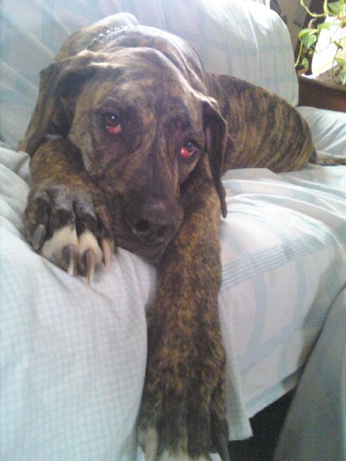 Shadow-ADOPTED