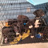 Av Litter Bashful