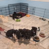 Av Litter Sleepy