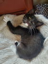 Yf Litter Tango