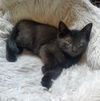 Yf Litter Tesla