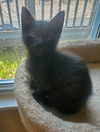 Yf Litter Tesla