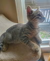 Yf Litter Taco
