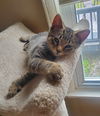 Yf Litter Taco