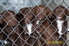 Montana baby-ADOPTED