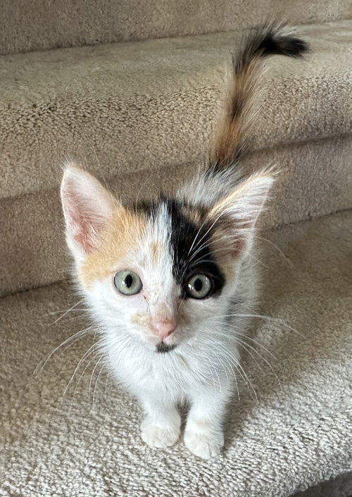 Bg Litter Heart - ADOPTED 10.22.25