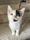 Bg Litter Heart - ADOPTED 10.22.25