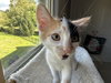 Bg Litter Heart - ADOPTED 10.22.25