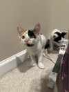Bg Litter Heart - ADOPTED 10.22.25