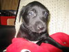Remy-ADOPTED 4/2010