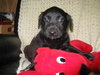 Remy-ADOPTED 4/2010