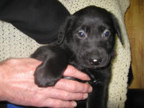 Mavro- ADOPTED 4/2010