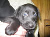 Mavro- ADOPTED 4/2010