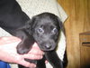 Mavro- ADOPTED 4/2010