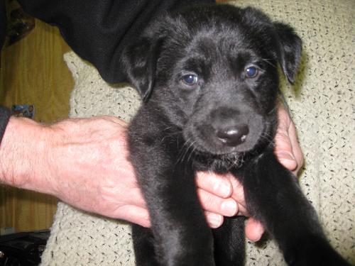 Maxwell-adopted 3/26/10