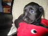 Maxwell-adopted 3/26/10