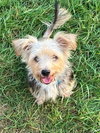 Scruffy - APPLICATIONS CLOSED