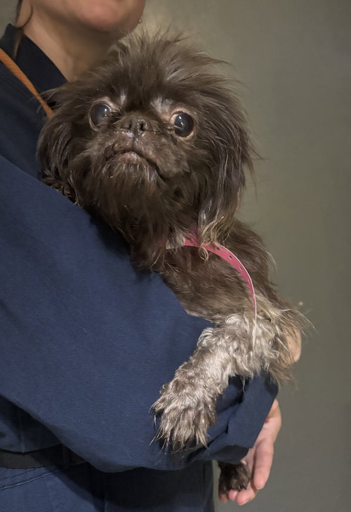 Leiah - ADOPTED 12.25.25