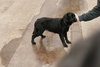 Spudley-ADOPTED