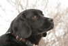 Spudley-ADOPTED