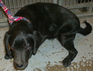 Mudd- Adopted
