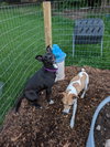 Roma - ADOPTED 08.20.26