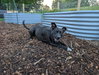 Roma - ADOPTED 08.20.26