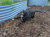 Roma - ADOPTED 08.20.26