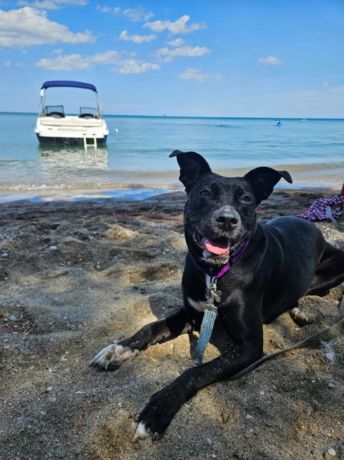 Roma, a dog for adoption from Last Day Dog Rescue