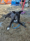 Roma - ADOPTED 08.20.26