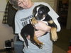 David - ADOPTED